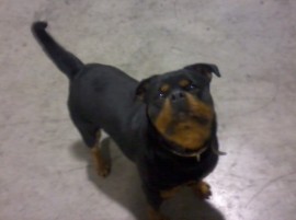 TOSCA